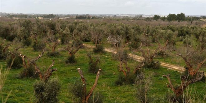 GALLIPOLI  ITALIA  ITALY-OLIVES-AGRICULTURE-XYLELLA-DESEASE    A picture shows olive trees infected by the bacteria  Xylella Fastidiosa  on February 11  2016 in Gallipoli near Lecce in the Puglia region  FOTO TIZIANA FABI   AFP