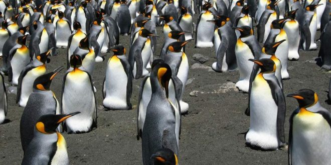 King-Penguin