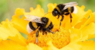 bumblebees-flowers