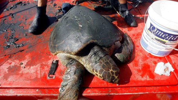 السلاحف البحرية