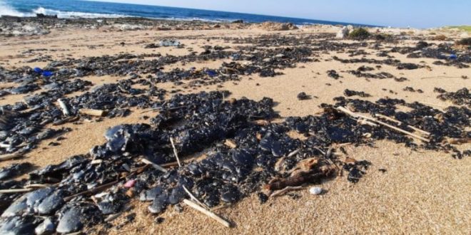 تلوث البحر بقع نفطية