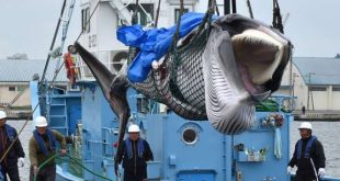 5e7af70_nannJtar2qhEKdC0O_xFde0h